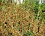 Уничтожение нежелательной древесно-кустарниковой и сорной растительности (в т.ч. наркосодержащей и карантинной) гербицидами сплошного действия